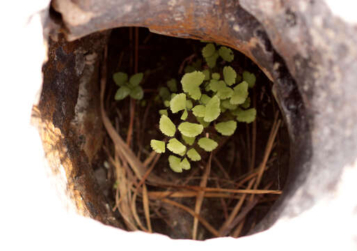 Image of Maidenhair Fern