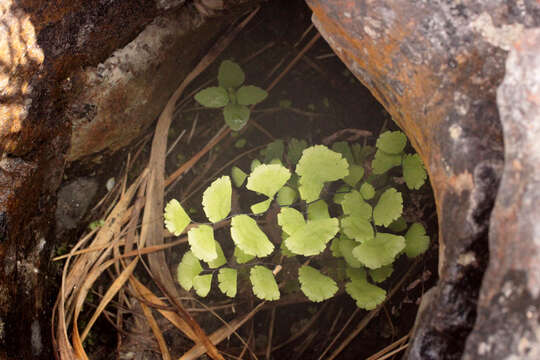 Image of Maidenhair Fern