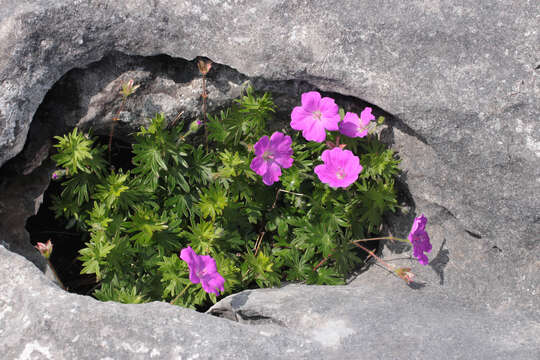 Image of bloody geranium