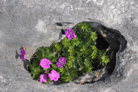 Image of bloody geranium