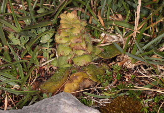 Слика од Ajuga pyramidalis L.