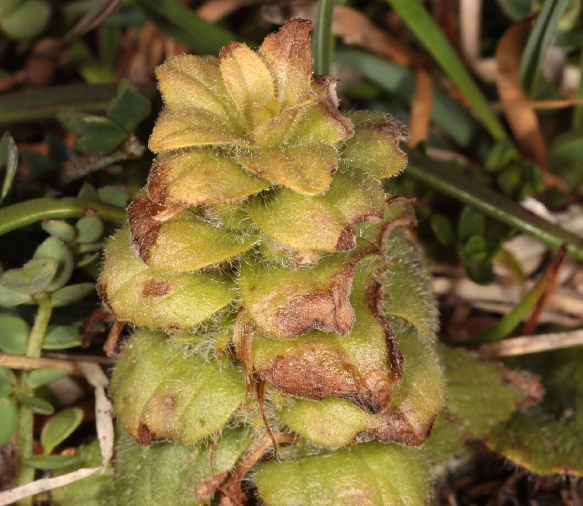 Image of Pyramidal Bugle