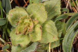 Image of Pyramidal Bugle