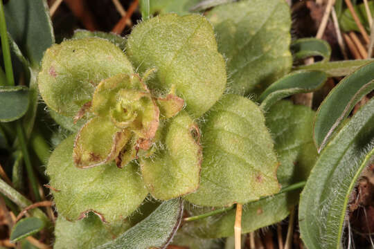 Слика од Ajuga pyramidalis L.