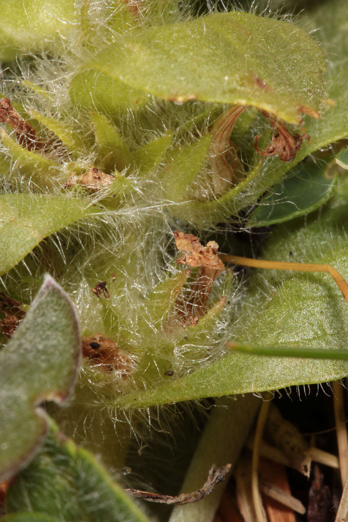 Image of Pyramidal Bugle