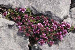 صورة Thymus praecox subsp. polytrichus (A. Kern. ex Borbás) Jalas