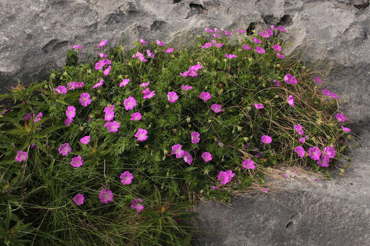 Image of bloody geranium