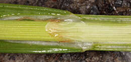 Image of smooth-stalked sedge