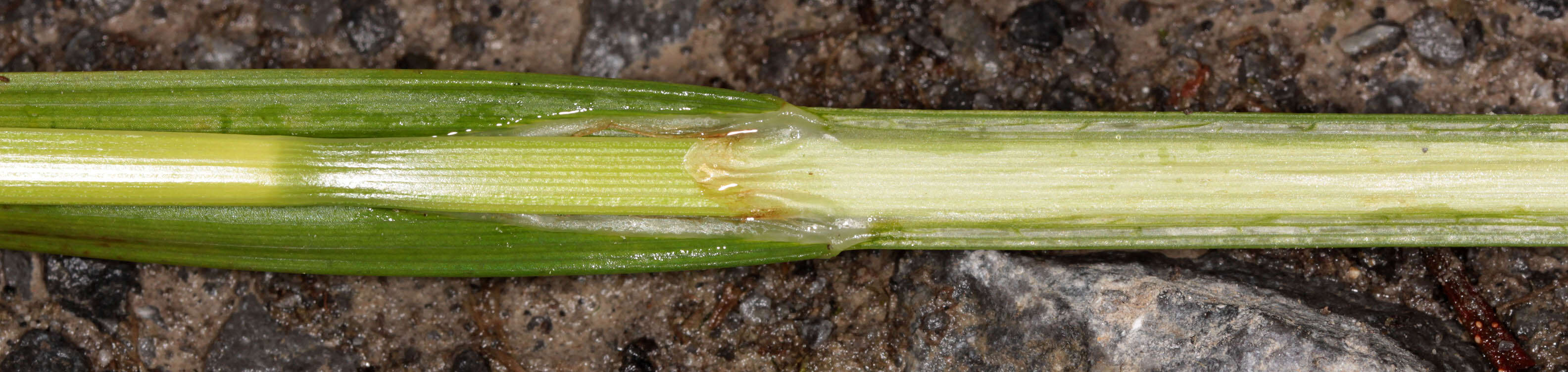 Image of smooth-stalked sedge