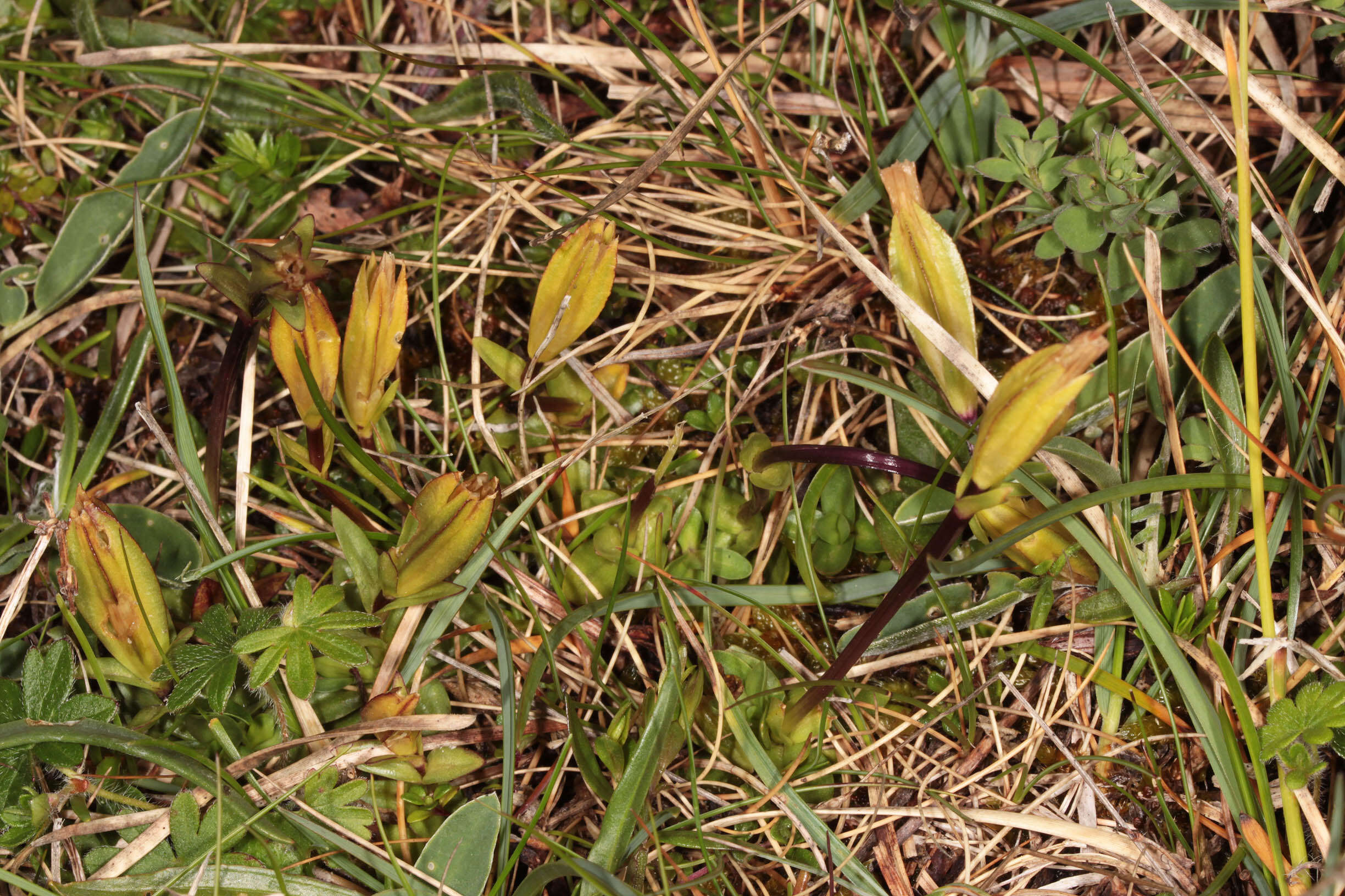 Image of spring gentian