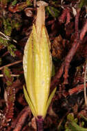 Image of spring gentian