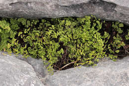 Image of Maidenhair Fern