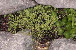 Image of Maidenhair Fern