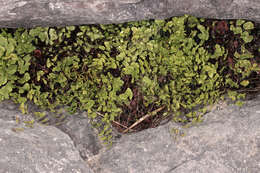 Image of Maidenhair Fern