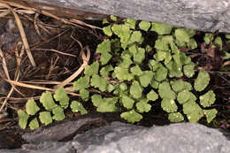 Image of Maidenhair Fern