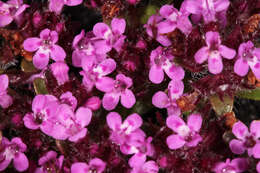 Image of Thymus praecox subsp. polytrichus (A. Kern. ex Borbás) Jalas