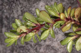 Image of Thymus praecox subsp. polytrichus (A. Kern. ex Borbás) Jalas