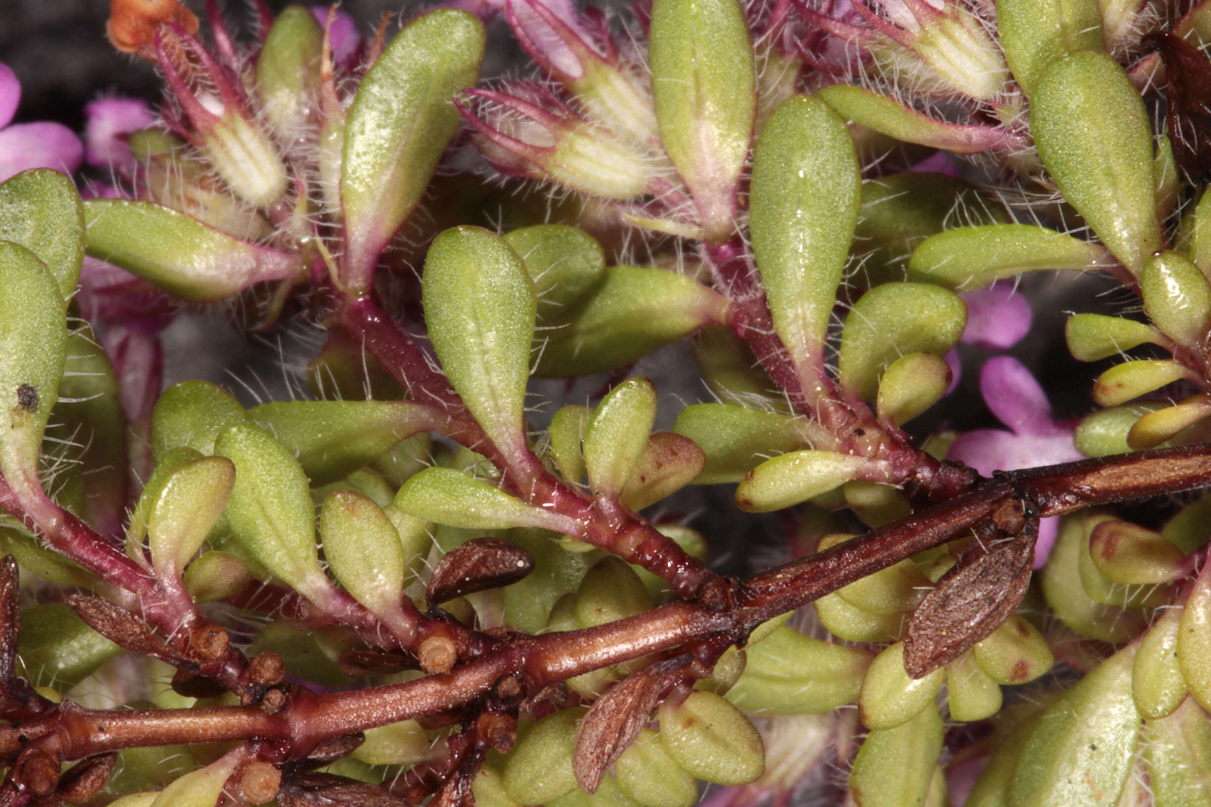 Image of Thymus praecox subsp. polytrichus (A. Kern. ex Borbás) Jalas