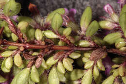 Image of Thymus praecox subsp. polytrichus (A. Kern. ex Borbás) Jalas