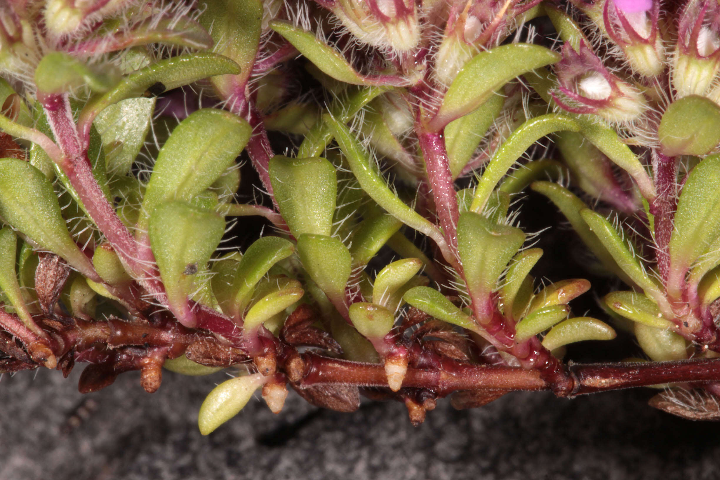 Image of Thymus praecox subsp. polytrichus (A. Kern. ex Borbás) Jalas