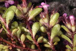 Image of Thymus praecox subsp. polytrichus (A. Kern. ex Borbás) Jalas