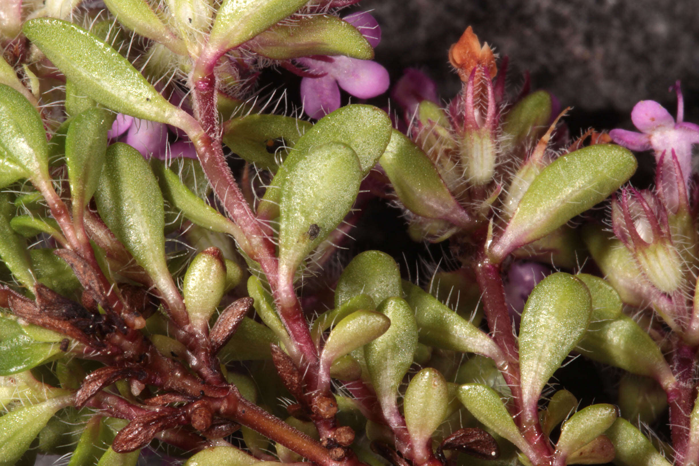 صورة Thymus praecox subsp. polytrichus (A. Kern. ex Borbás) Jalas