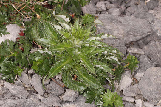 Carlina vulgaris L. resmi