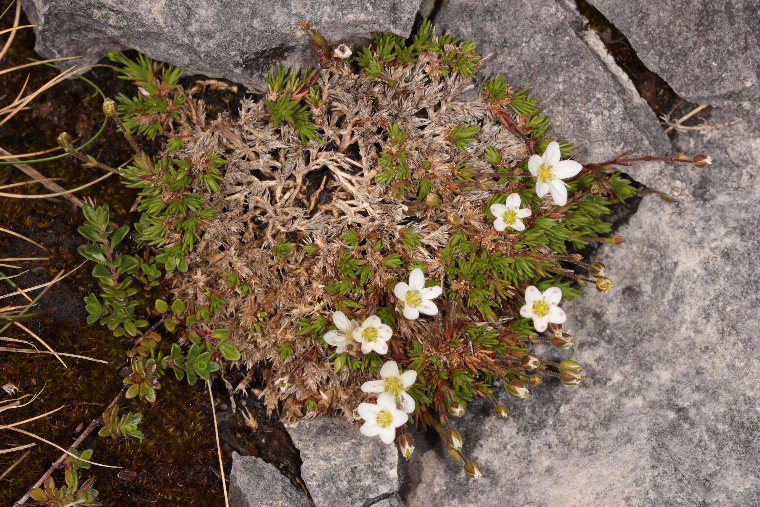 Imagem de Sabulina verna subsp. verna