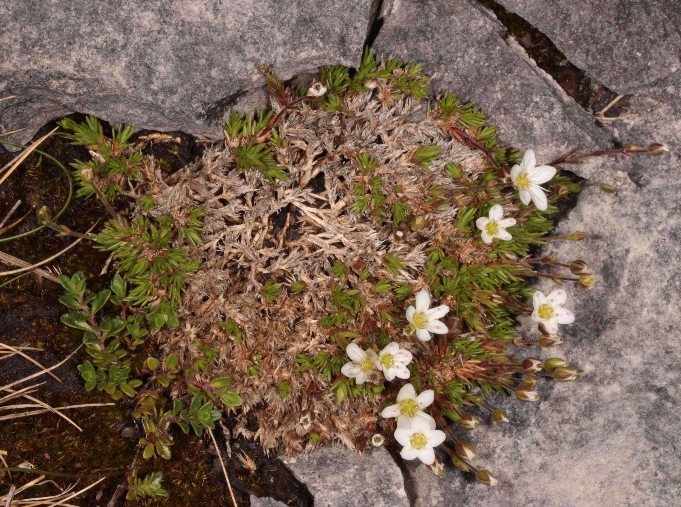 Image of Sabulina verna subsp. verna