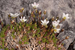 Image of Sabulina verna subsp. verna