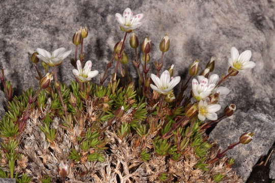 Imagem de Sabulina verna subsp. verna