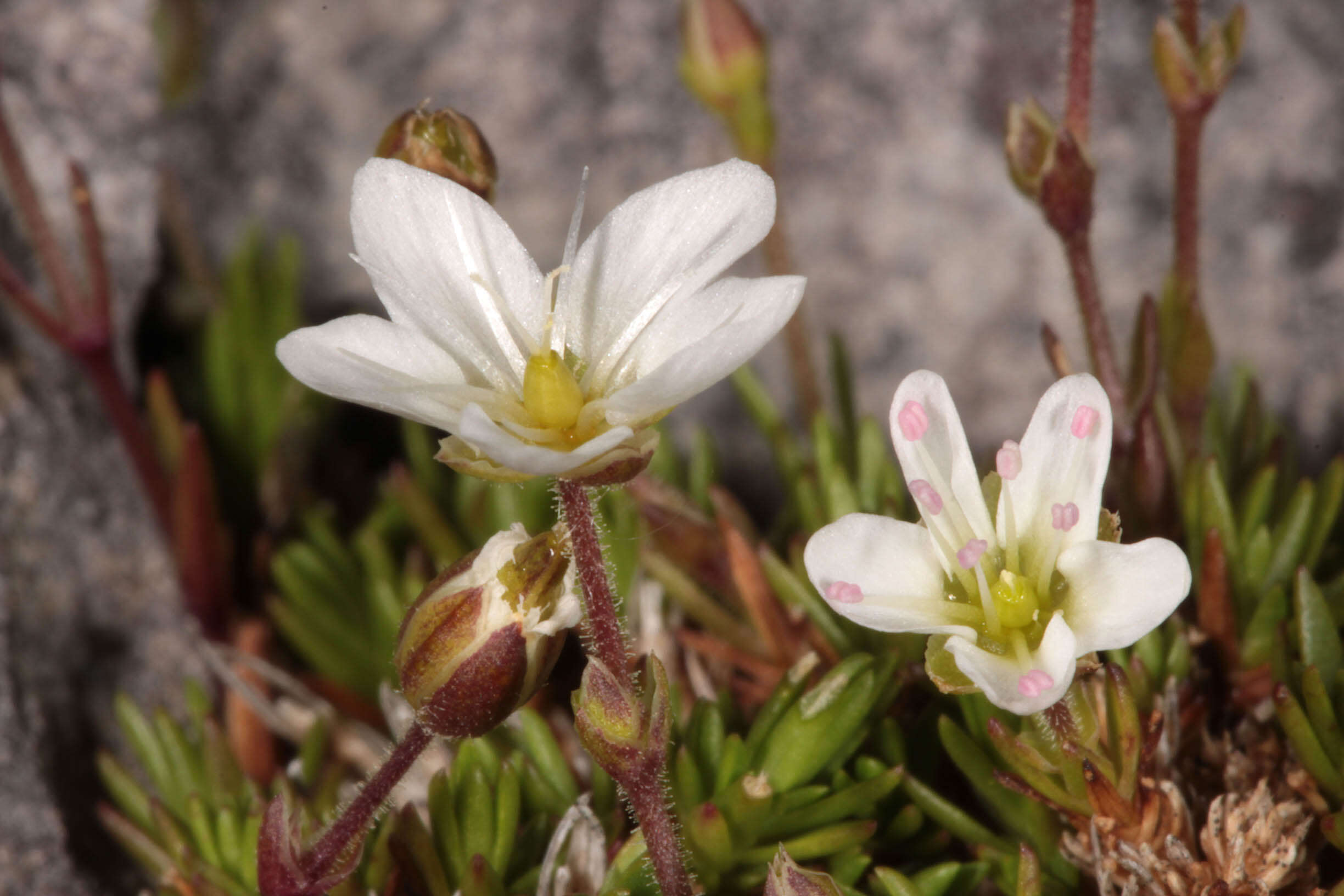 Imagem de Sabulina verna subsp. verna