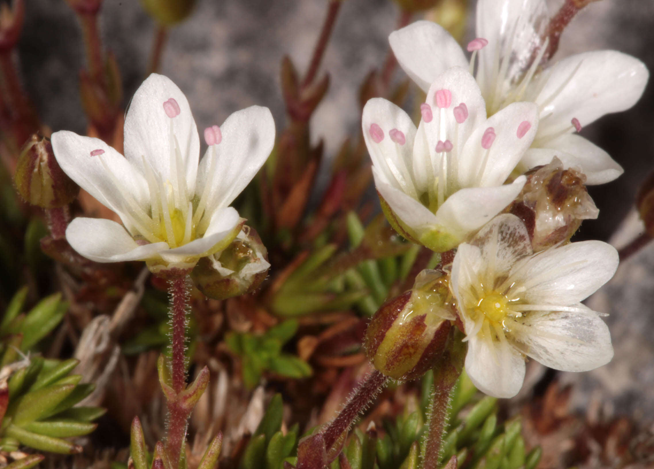 Imagem de Sabulina verna subsp. verna