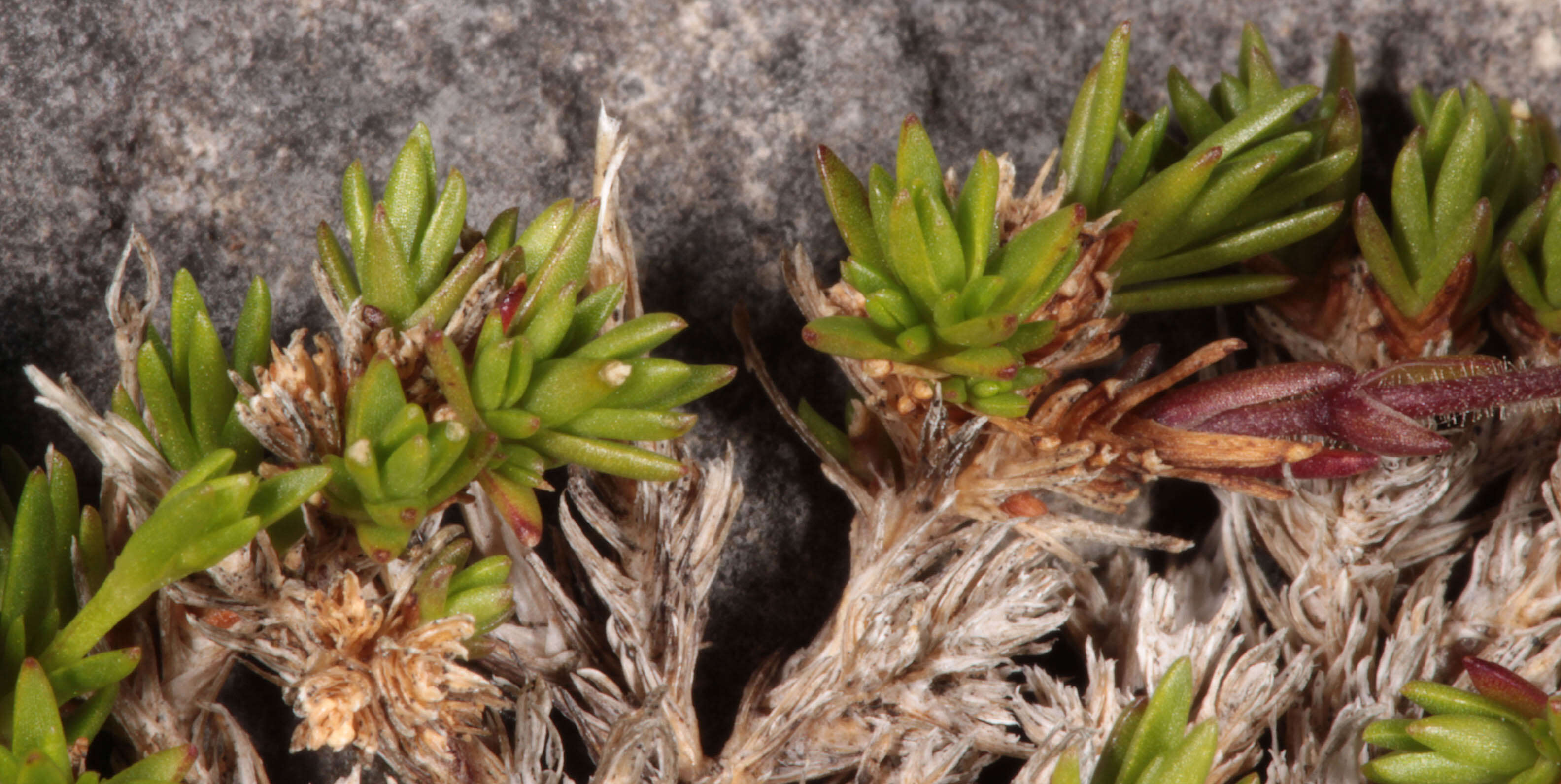 Image of Sabulina verna subsp. verna