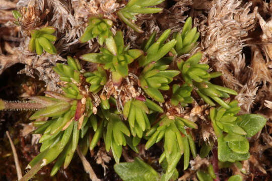 Imagem de Sabulina verna subsp. verna