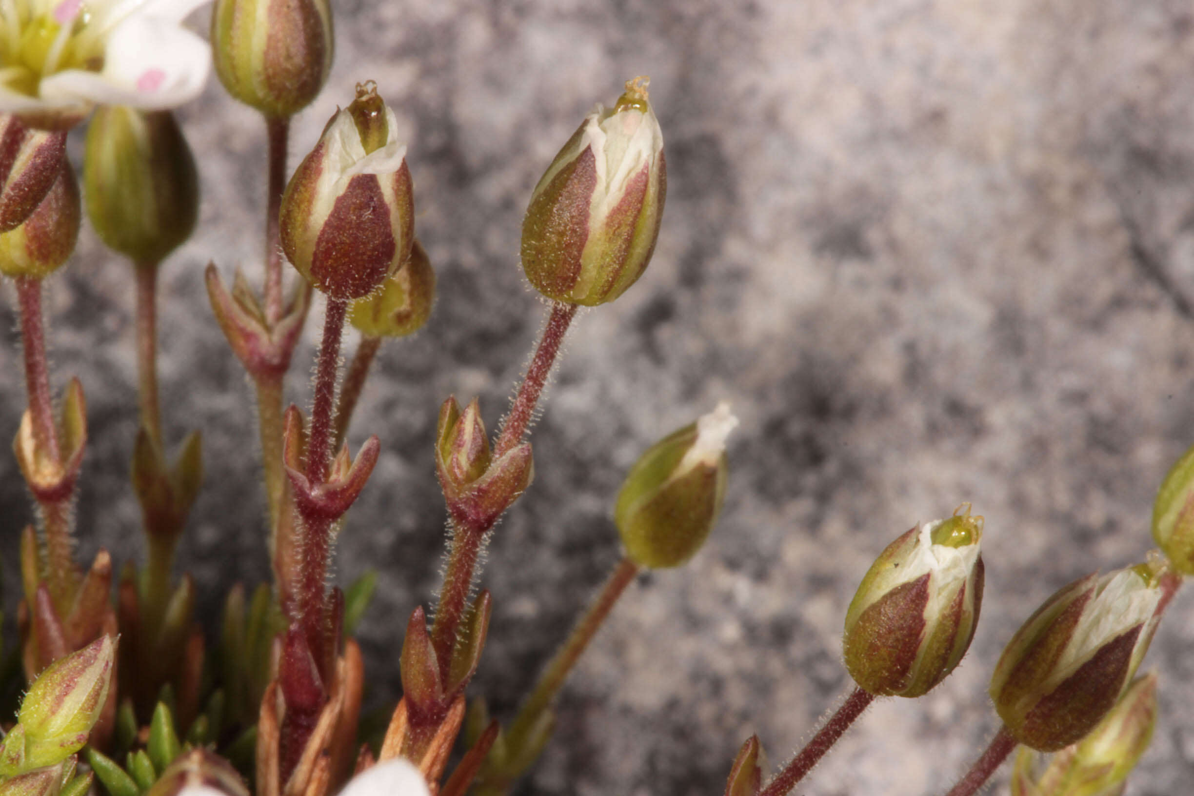 Image of Sabulina verna subsp. verna