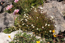 Image of Sabulina verna subsp. verna