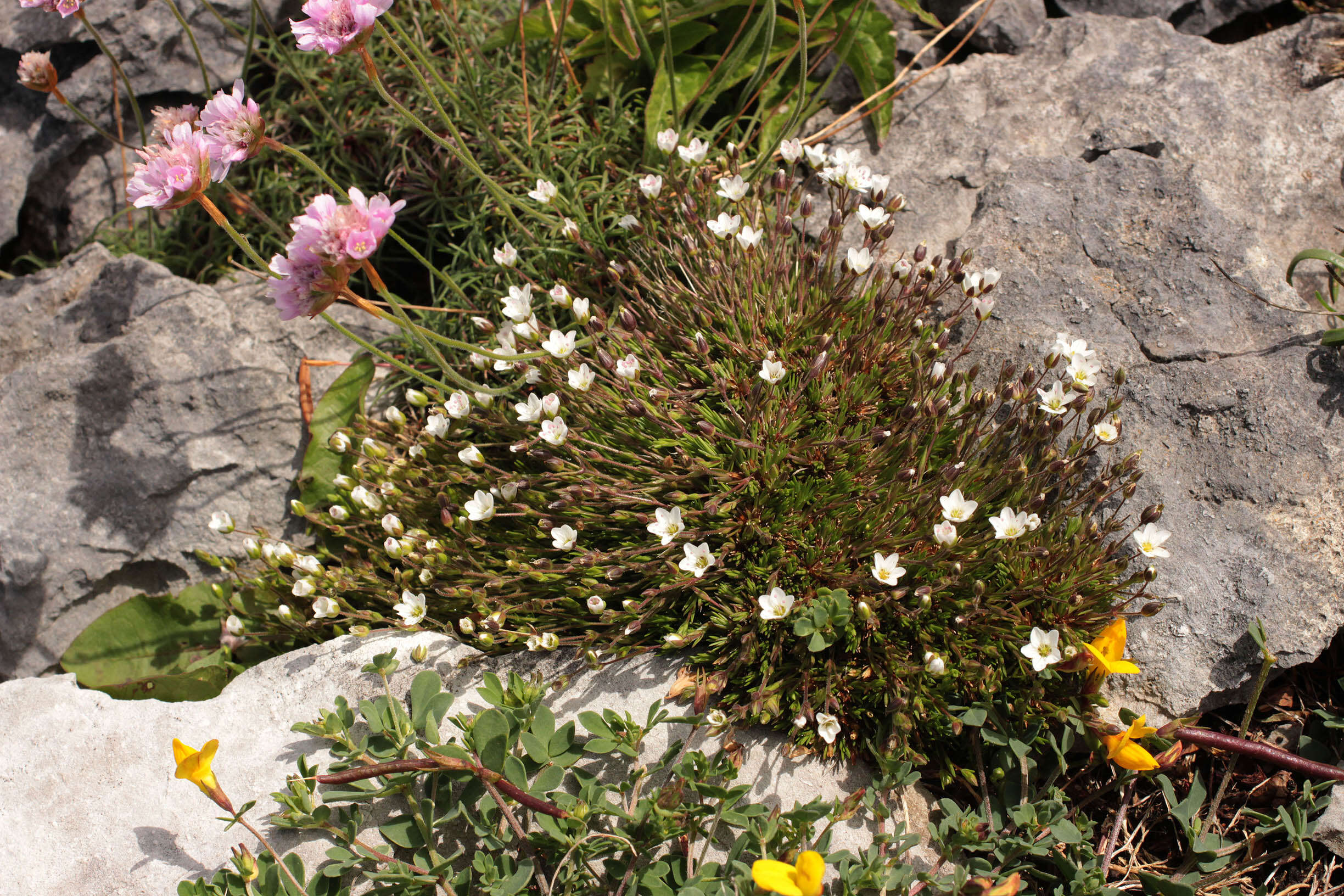 Image of Sabulina verna subsp. verna