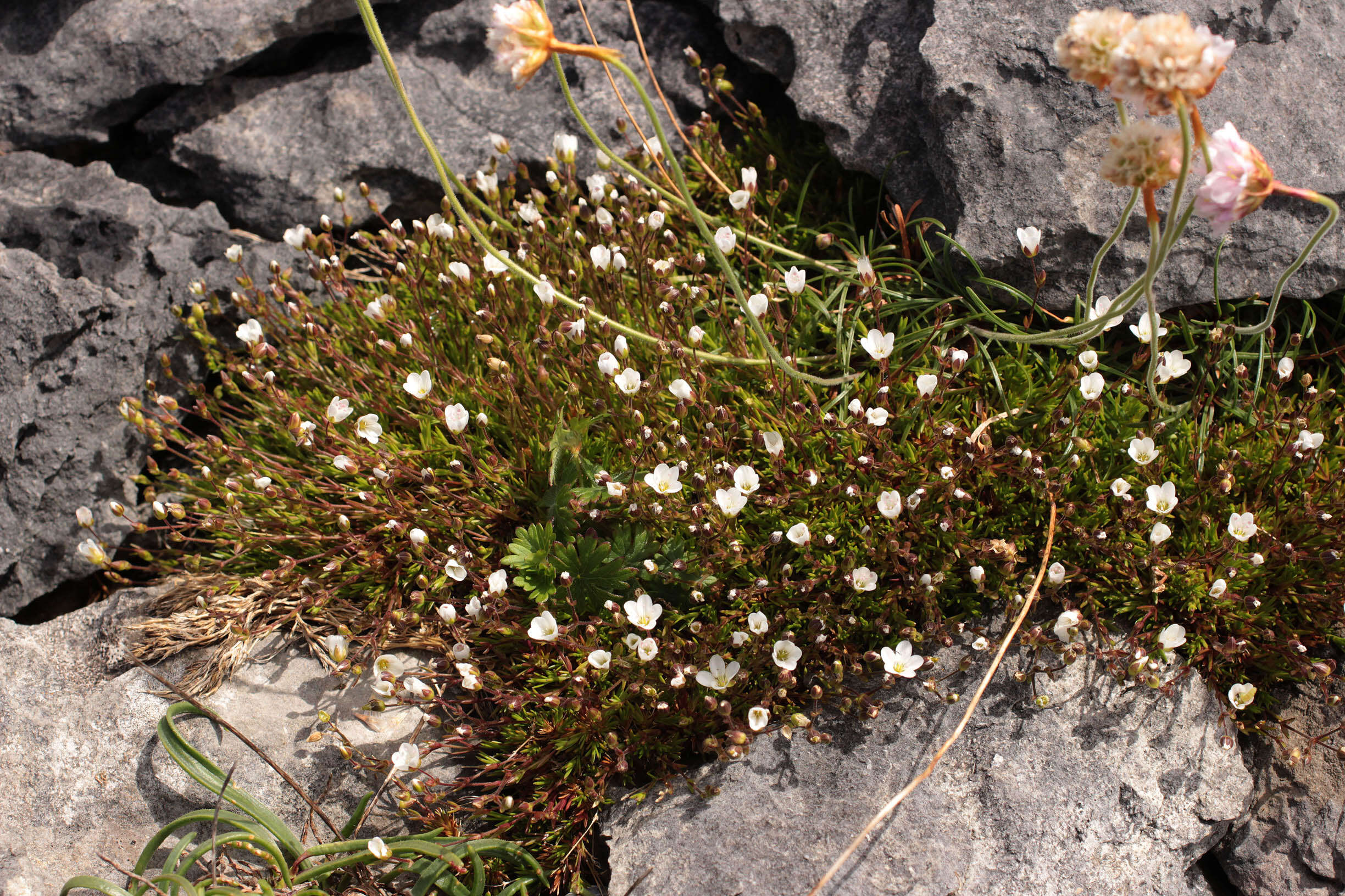 Image of Sabulina verna subsp. verna