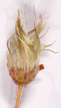 Imagem de Dryas octopetala L.