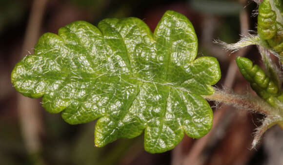 Imagem de Dryas octopetala L.