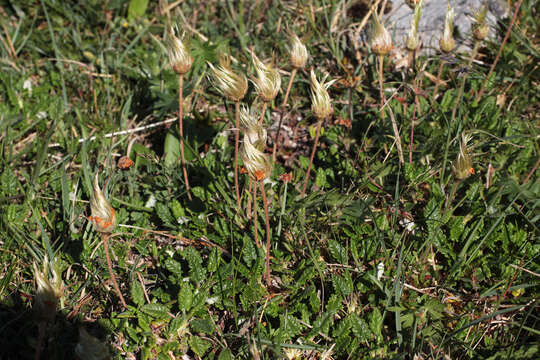 Imagem de Dryas octopetala L.