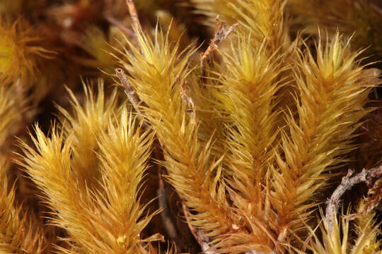 Image of golden-head moss