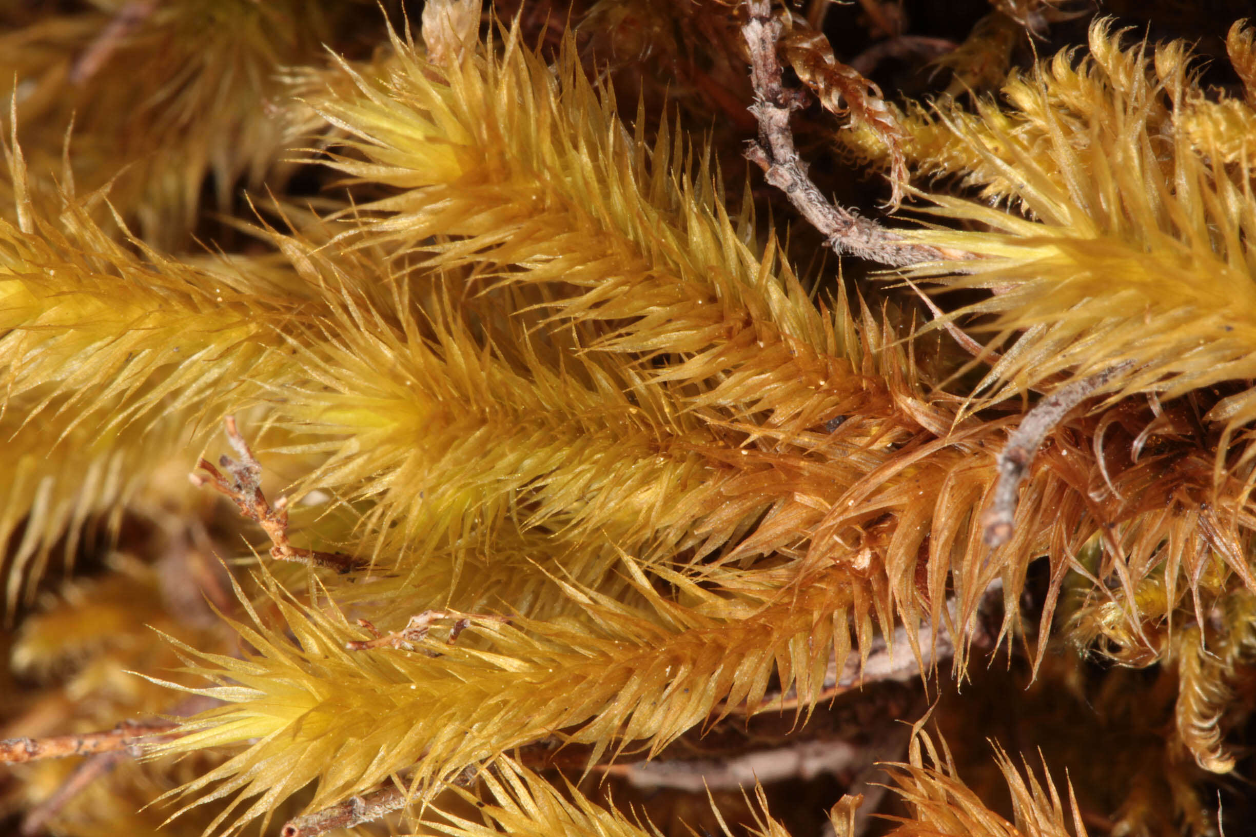 Image of golden-head moss