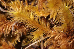 Image of golden-head moss