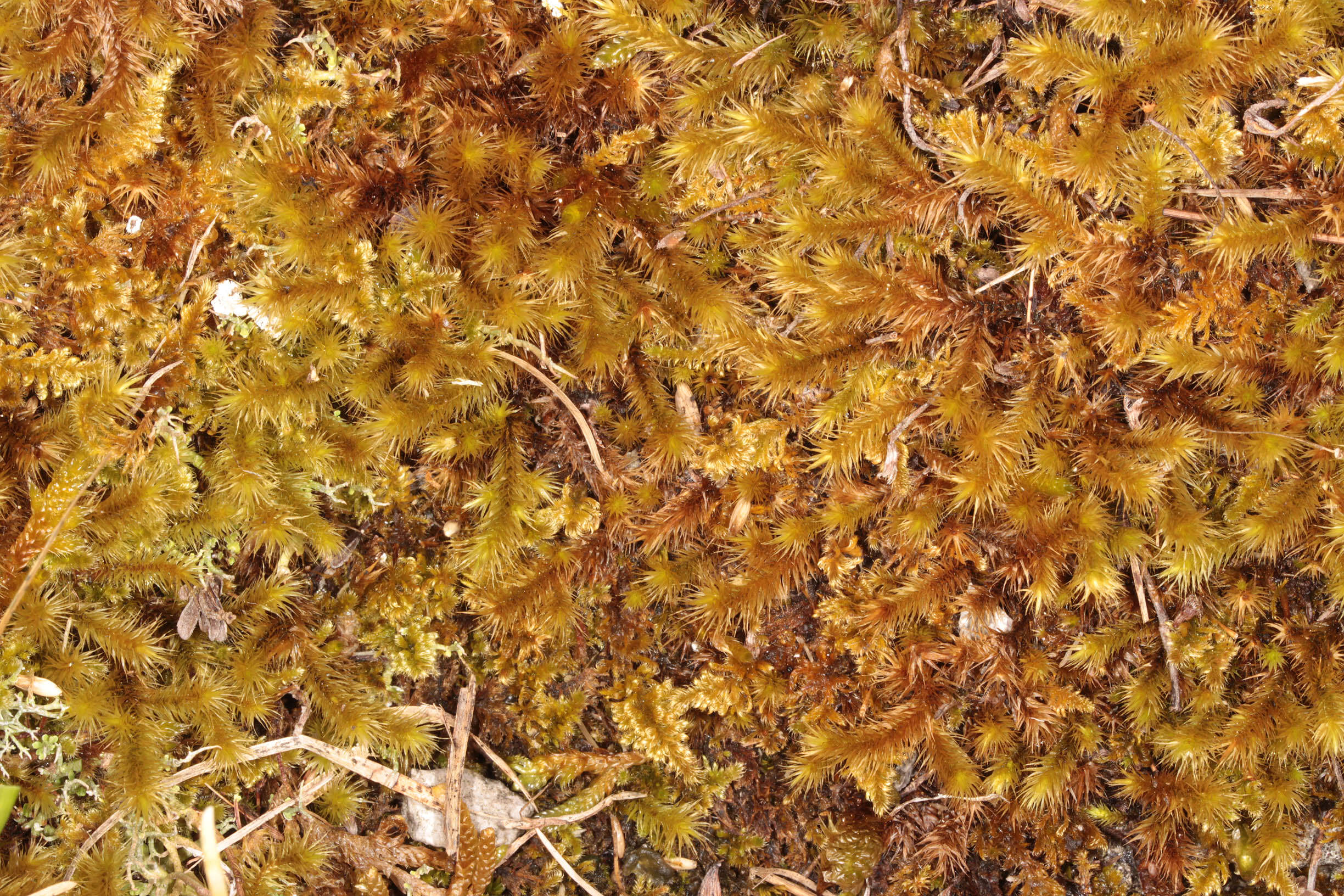 Image of golden-head moss