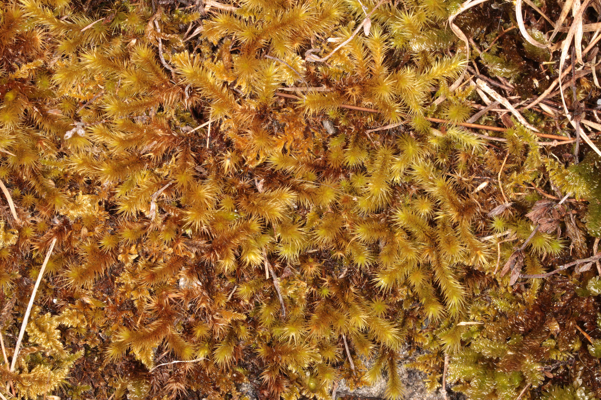 Image of golden-head moss