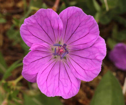 Image of bloody geranium