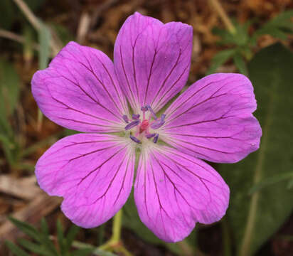 Image of bloody geranium