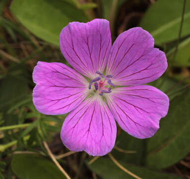 Image of bloody geranium